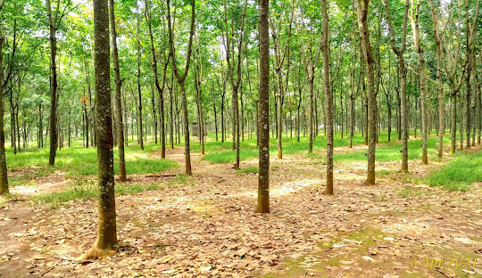 menggali-potensi-ekonomi-desa-polokarto-melalui-perkebunan-karet