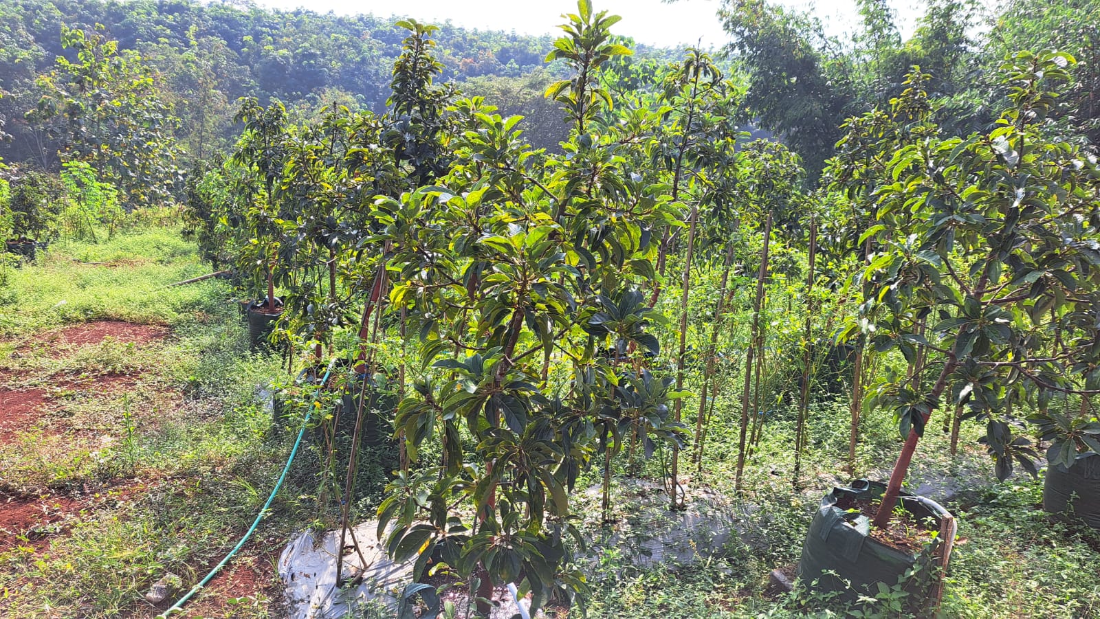 desa-polokarto-potensi-unggul-dalam-perkebunan-alpukat-berkualitas-tinggi