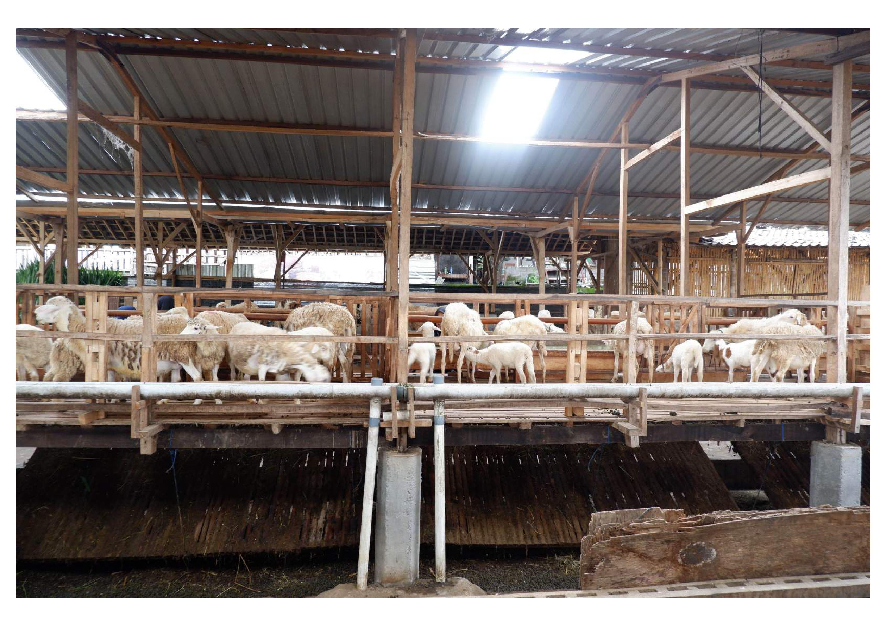 masa-depan-cerah-peternakan-di-desa-polokarto-sapi-domba-dan-kambing